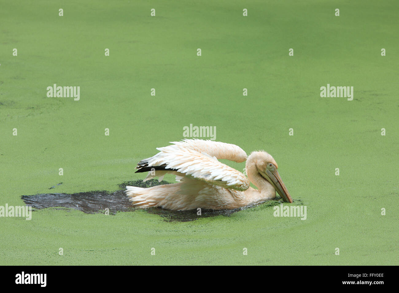 Wasservogel, Pelikane Pelecanidae Pelecanus Onocrotalus in Teich in Guwahati Zoo, Assam, Indien Stockfoto