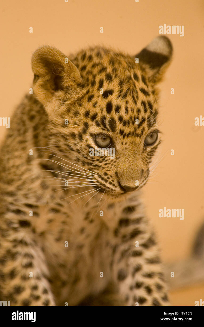 Große Katze Baby Oder Junge Leoparden Jungtier Panthera