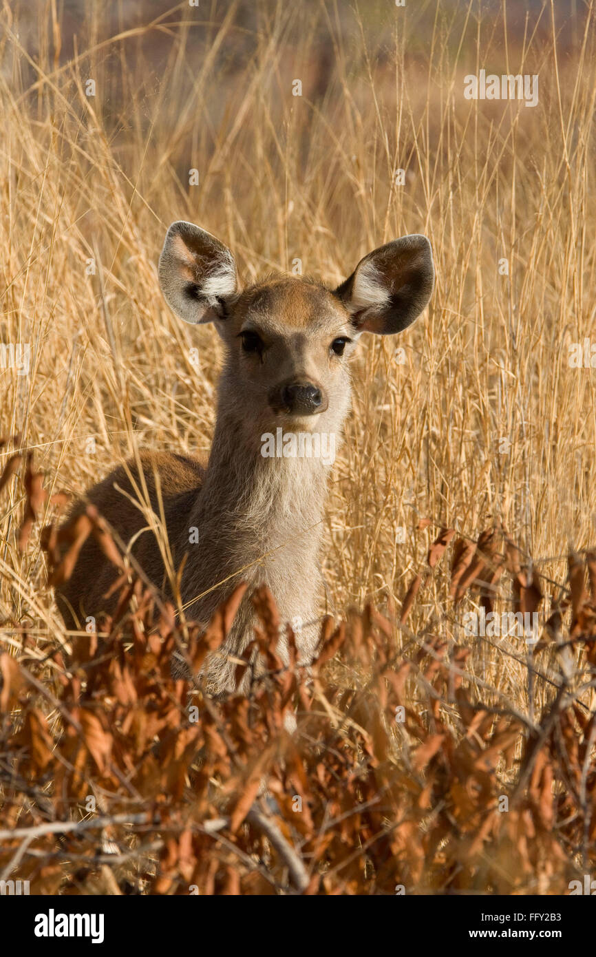 Sambar Fawn Cervus unicolor in Ranthambore Nationalpark, Rajasthan, Indien Stockfoto