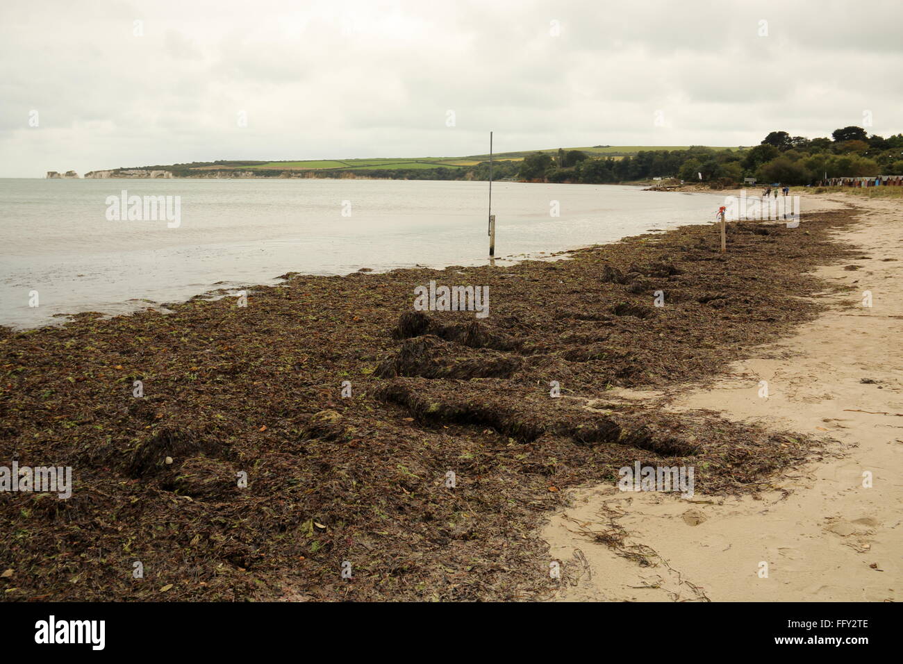 Seegras angespült Knoll Strand, Studland, Dorset, Großbritannien Stockfoto