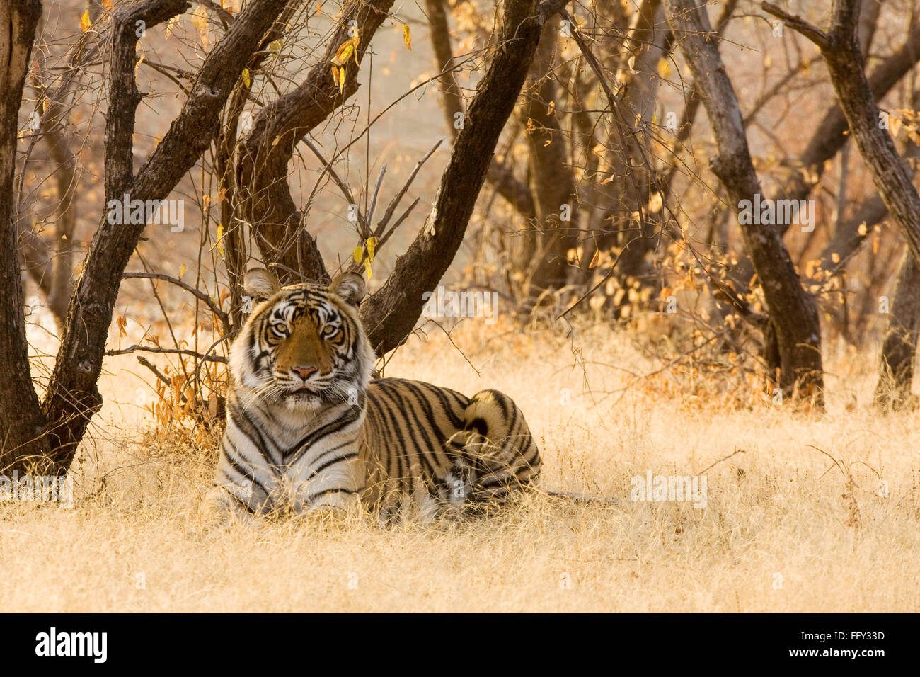 Tiger Rast, Ranthambore Wildlife Sanctuary, Rajasthan, Indien Stockfoto