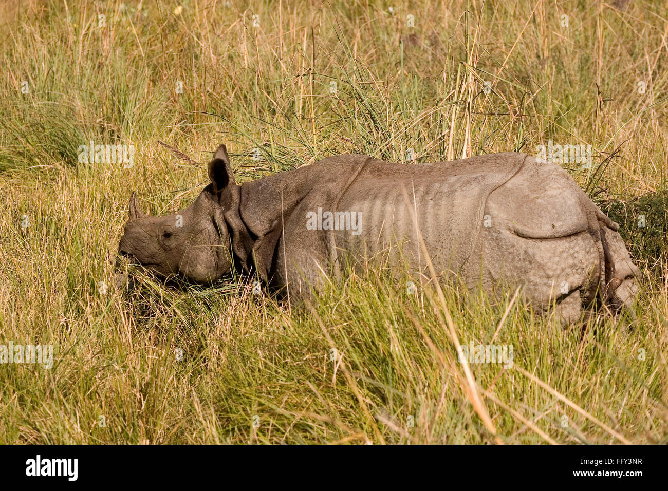 Eine gehörnte indischer Rhinoceros Unicornis in Dudhwa Nationalpark, Uttar Pradesh, Indien Stockfoto