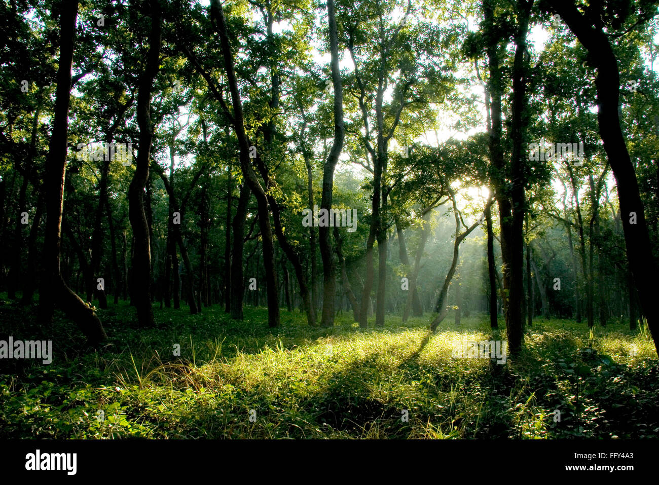 Sonnenaufgang über Bäume in Sal Wald, Dudhwa Nationalpark, Uttar Pradesh, Indien Stockfoto