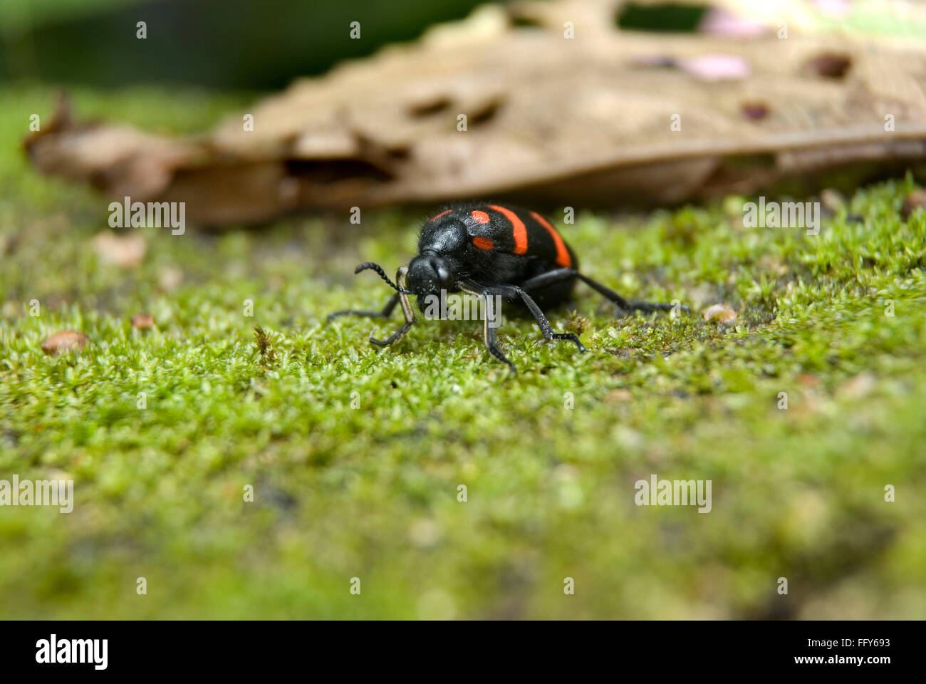 Insekten, Blister Beetle auf Rasen Stockfoto