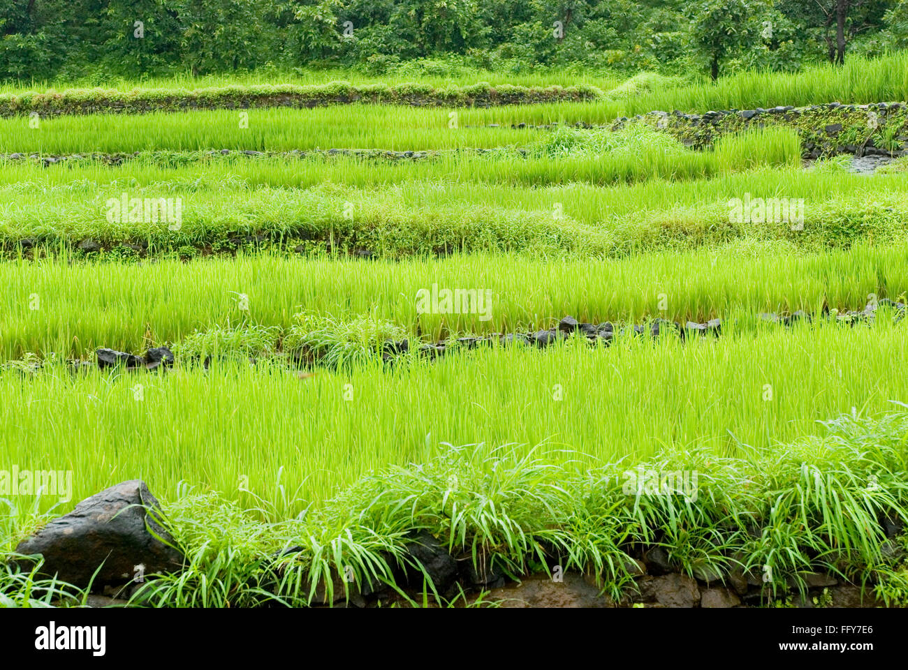 Reis-Plantage in Reihen auf Wohnungen im Reisfeld in der Nähe von Malshej Ghat, Maharashtra, Indien Stockfoto