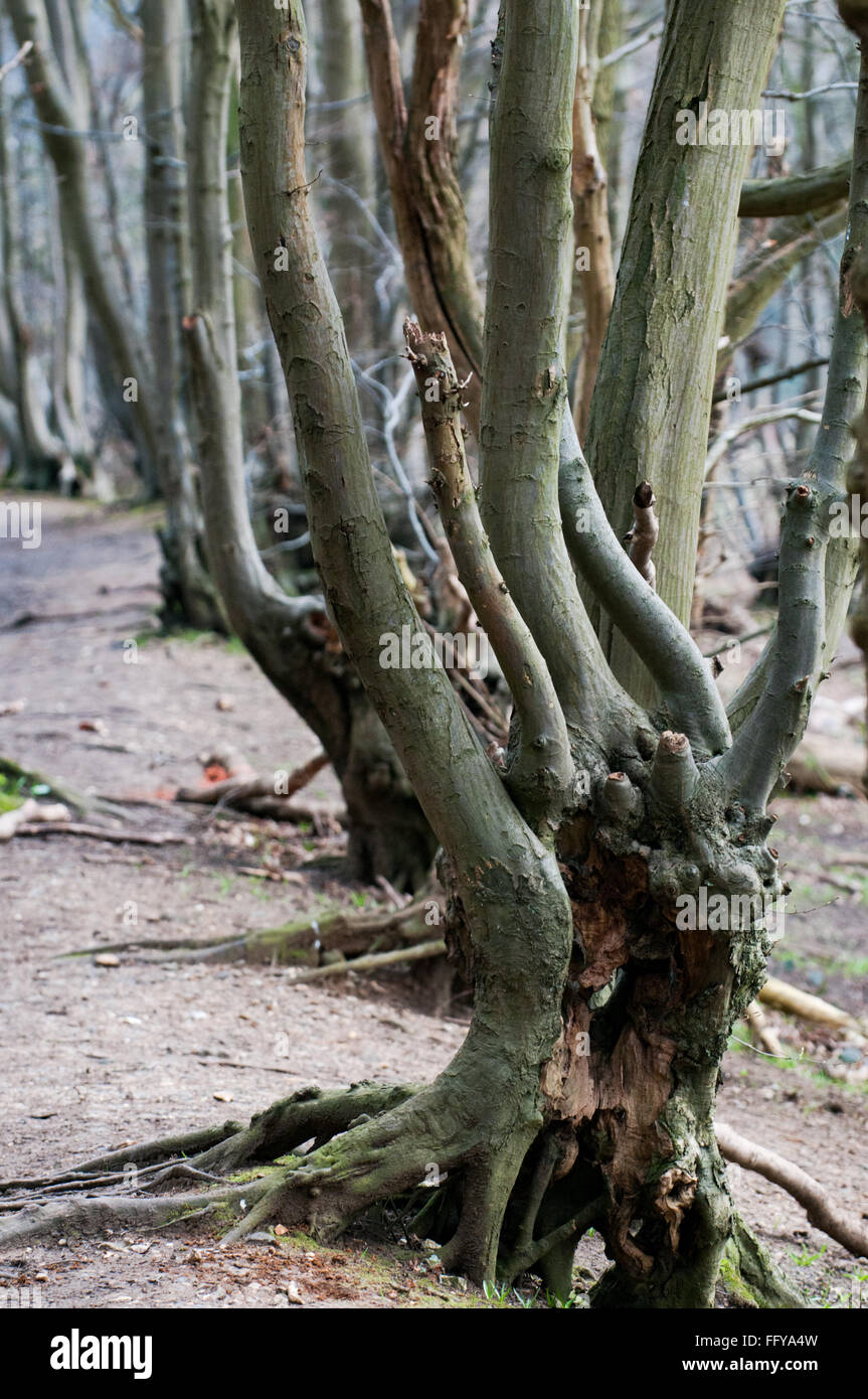 Blick durch gebogene Zweige auf einen Waldspaziergang Stockfoto