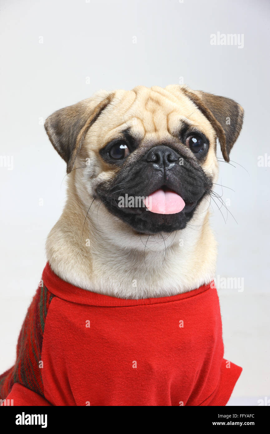 Hund Mops männliche schwarze Schnauze beschämend in roter Kleidung posiert auf weißem Hintergrund Stockfoto