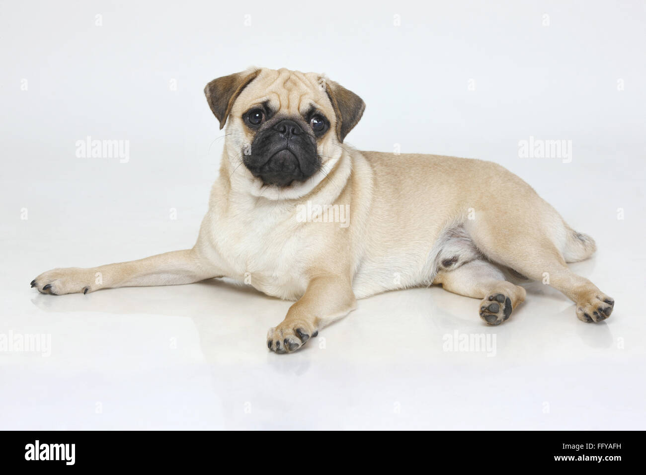 Hund Mops männliche schwarze Schnauze nüchtern friedliche posiert auf weißem Hintergrund Stockfoto