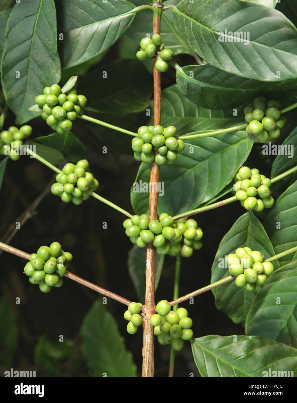 Kaffee Arabica grüne Kaffeebohnen aus Thekkady in Idukki; Kerala; Indien Stockfoto
