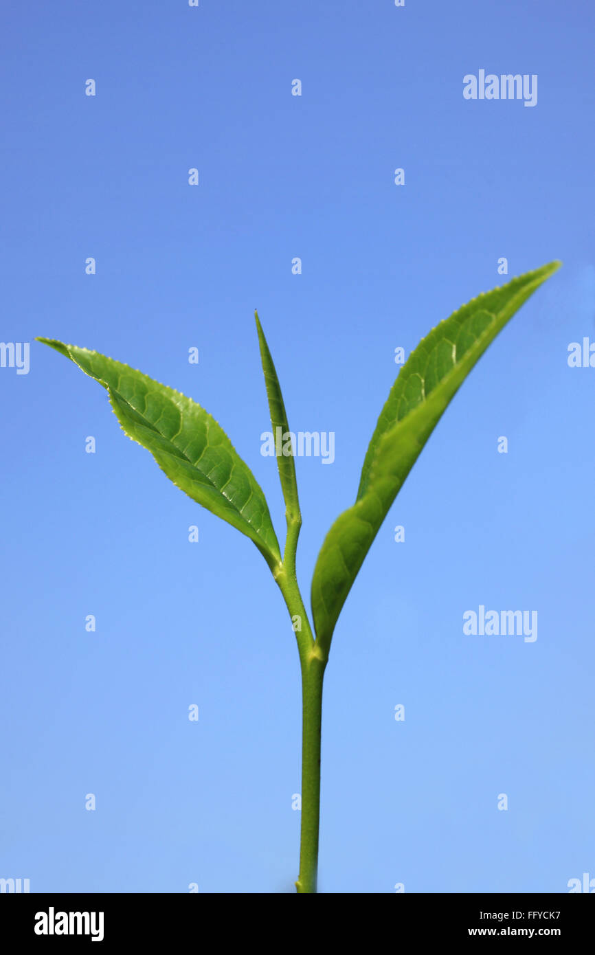 Teeblätter camellia sinensis; Thekkady; Idukki; Kerala; Indien Stockfoto