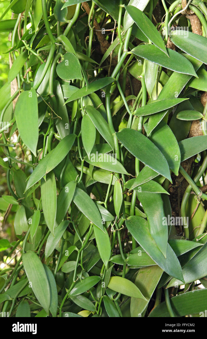 Vanillepflanze Carphephorus odoralissimus Thekkady Idukki Kerala Indien Asien Stockfoto