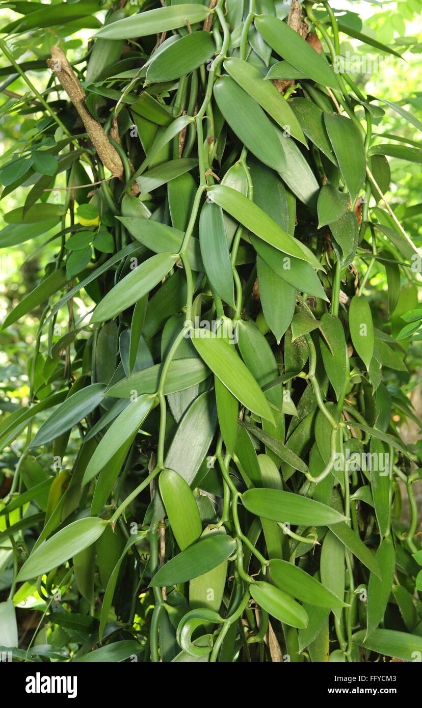 Vanillepflanze Carphephorus odoralissimus Thekkady Idukki Kerala Indien Asien Stockfoto