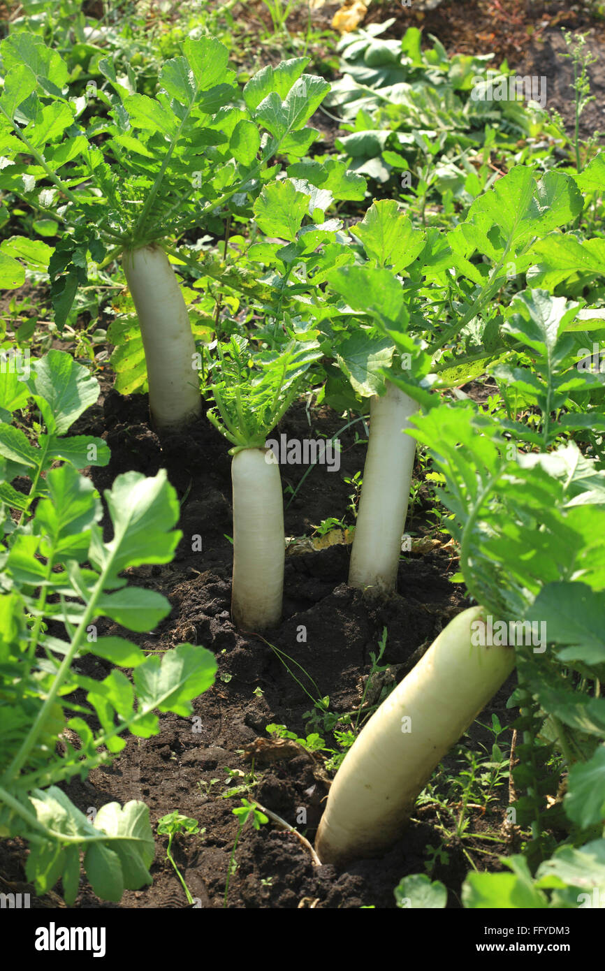 Grüne Gemüse weißer Rettich Raphanus Sativus wachsen in Feld Stockfoto