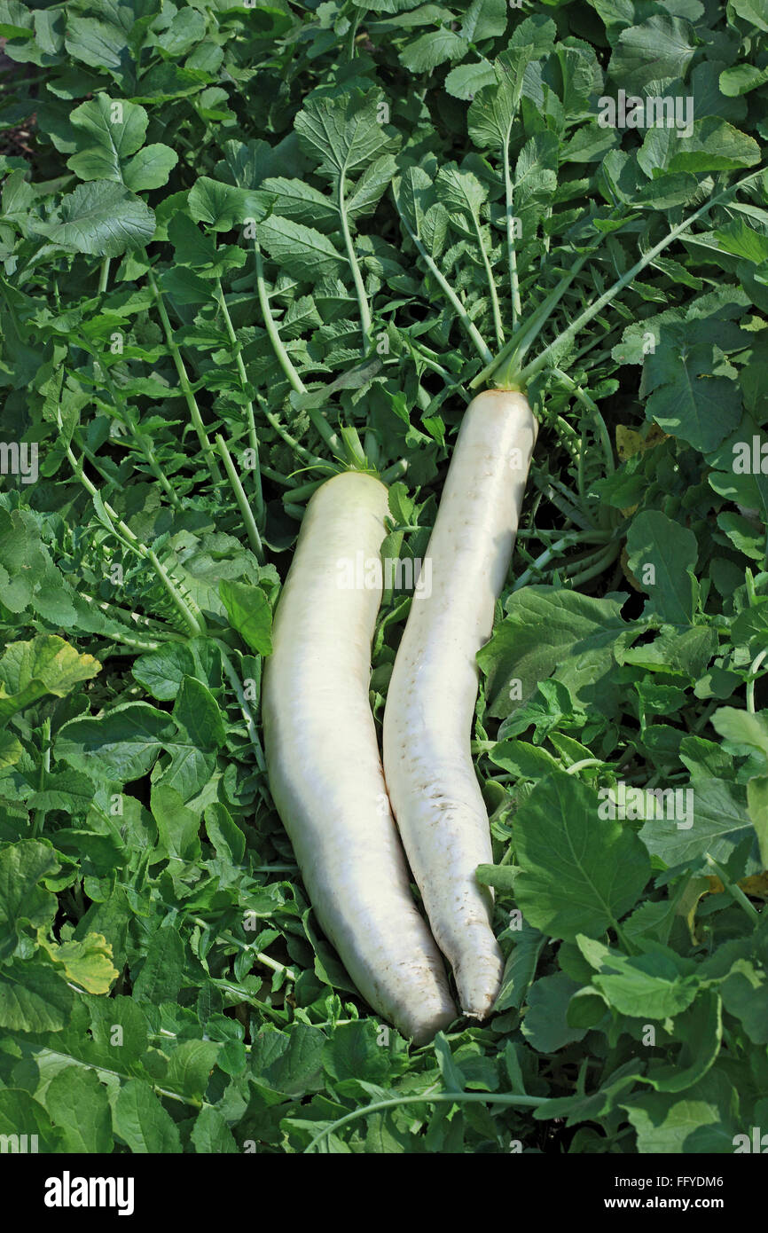Grüne Gemüse weißer Rettich Raphanus Sativus wachsen in Feld Stockfoto