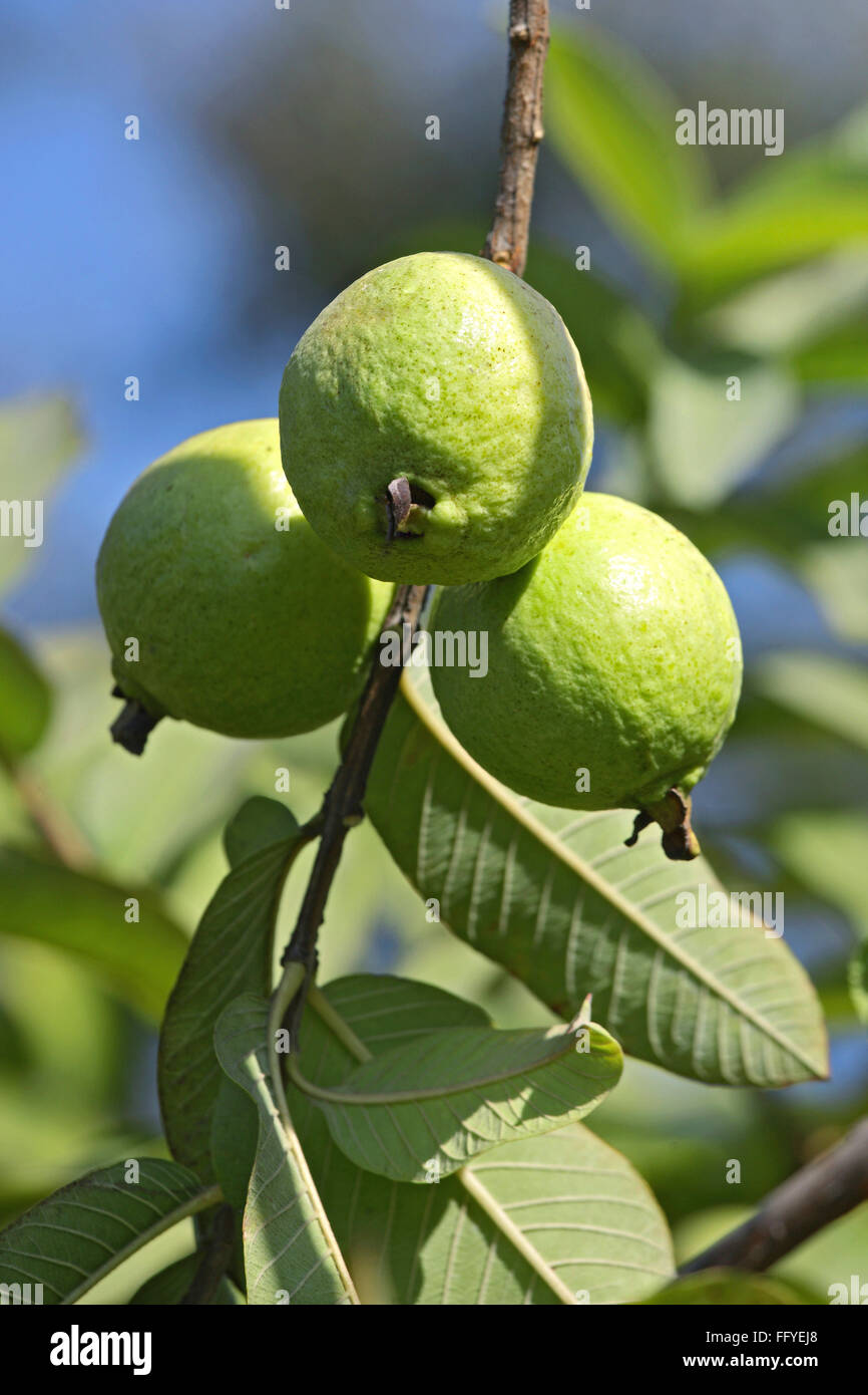 Grüne Guava-Baum psidium guajava Früchte hängen auf Zweig mit Blättern Stockfoto