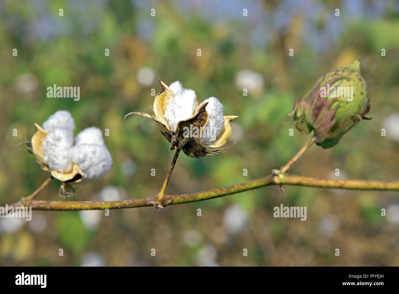 Weiße Baumwolle Gossypium Arboreum im Feld; Nanded; Maharashtra; Indien Stockfoto