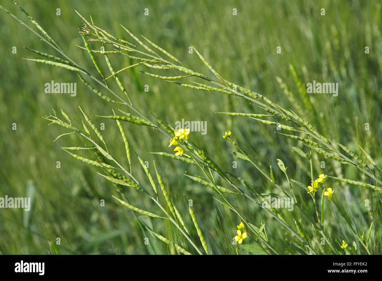 Gewürze; Grüner Senf Pflanzen mit gelben Blume Brassica Campestris Syn im Feld; Jabalpur; Madhya Pradesh; Indien Stockfoto