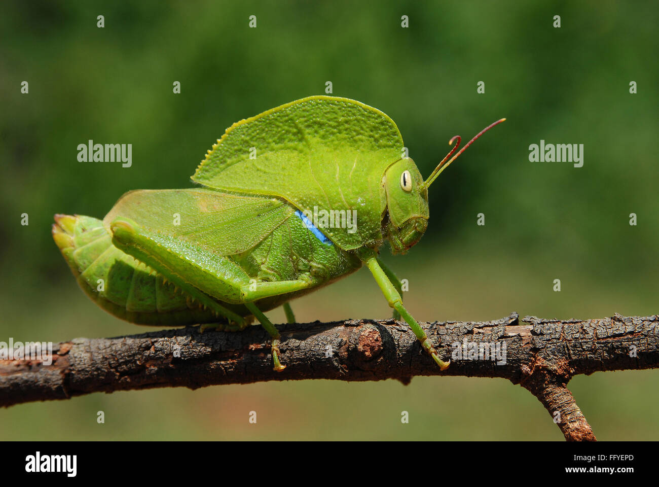Mit Kapuze Grasshopper Bannerghatta in Bangalore Karnataka Indien Asien Stockfoto