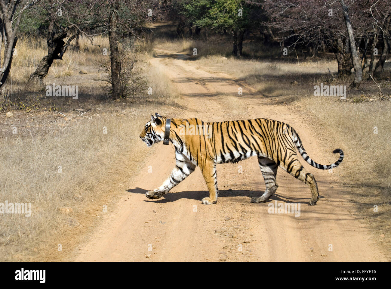 Tiger beim Überqueren der Straße in Ranthambore National park Rajasthan Indien Asien Stockfoto