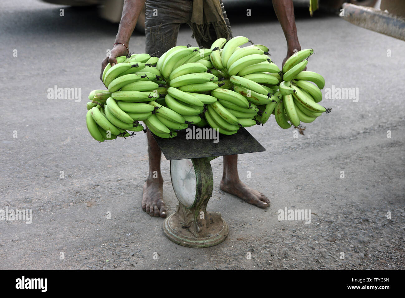 Gewichtung der Banane Trauben Musa paradiesischen; Gujarat; Indien Stockfoto