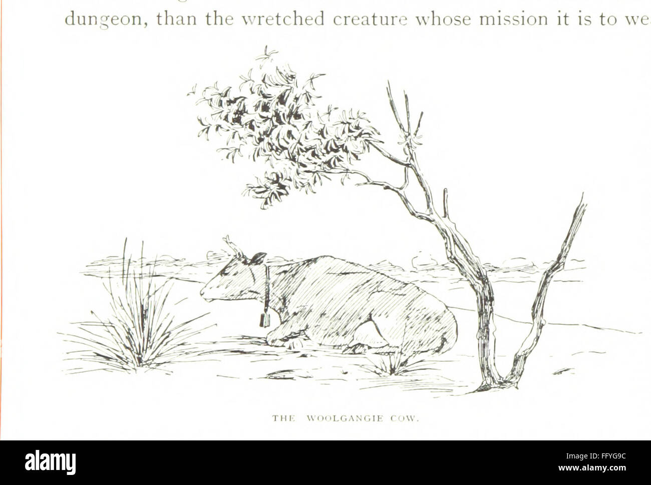 My Fourth Tour in Western Australia ist ein Reisebericht der vierten Reise des Autors nach Western Australia, illustriert von Walker Hodgson. Das Buch beleuchtet die natürlichen Landschaften, die Tierwelt und die Kolonialsiedlungen in der Region und bietet eine detaillierte Erzählung dieser abgelegenen Gegend in Australien. Stockfoto
