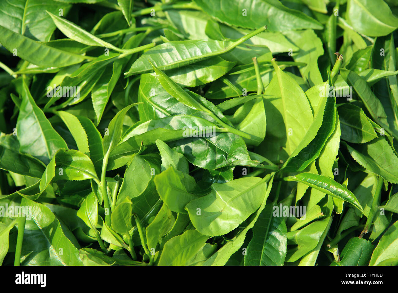 Teeblätter Assam Nordostindien Asien Stockfoto