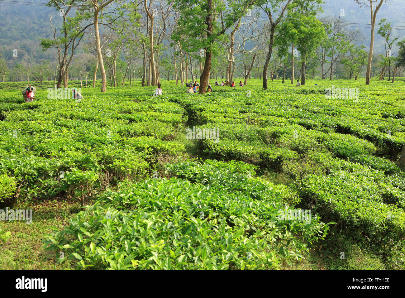 Frau, die Teeblätter im Teeplantage-Anbau-Gartengrundstück pflückt; Assam; Indien; Asien Stockfoto