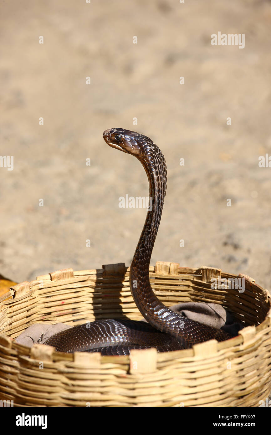 Indische Kobra in Charmeur Korb Indien Stockfoto