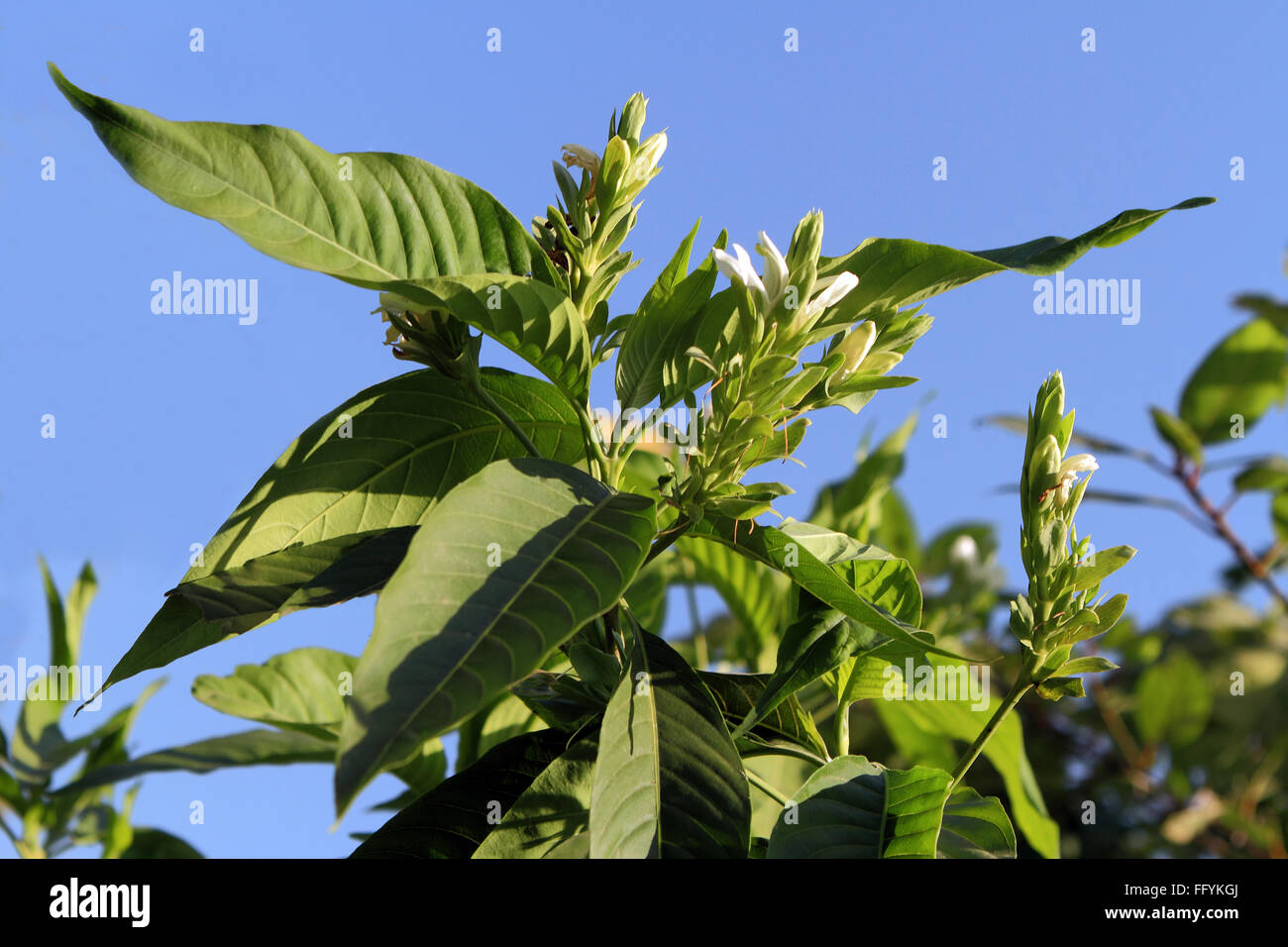 Ayurvedische Heilpflanze Malabar Mutter am Nemawar Madhya Pradesh, Indien Stockfoto