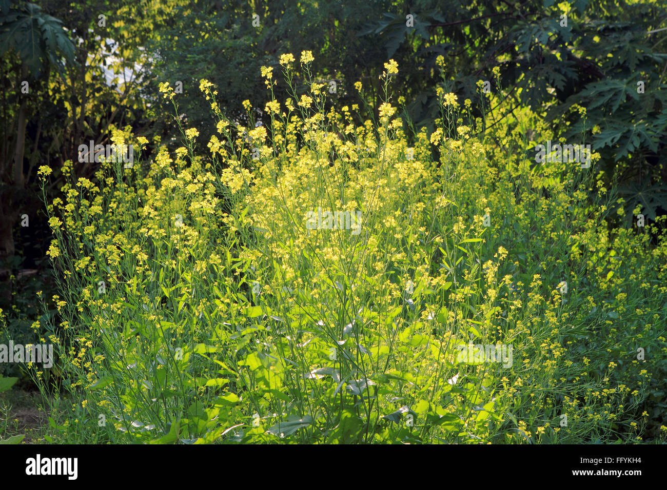 Biologischer Anbau von schwarzem Senf in Nemawar Dewas Madhya Pradesh Indien Asien Stockfoto