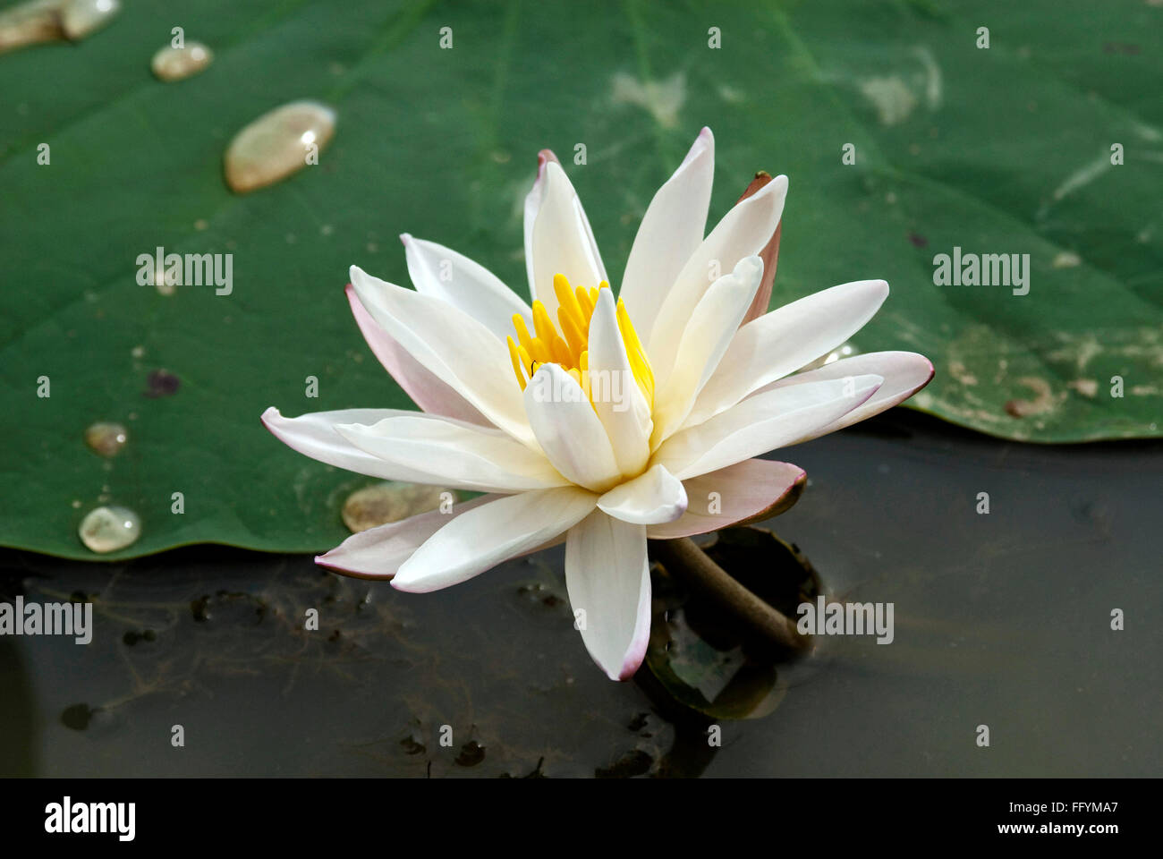 Raagi Halli in der Nähe von Bangalore, Karnataka, Indien Stockfoto