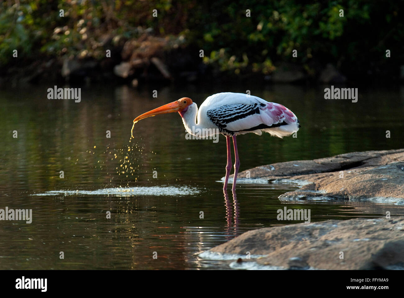 Malte Storch Durst Ranganathittu-Vogelschutzgebiet in Srirangapatna in der Nähe von Mysore im Karrnataka Indien Asien Stockfoto