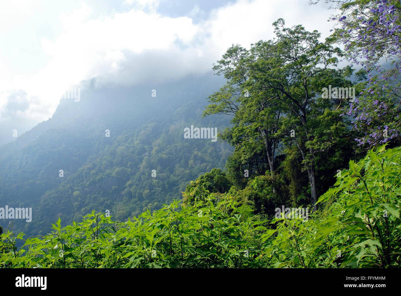 Nilgiri Blue Mountains Range, Tamil Nadu, Indien Stockfoto