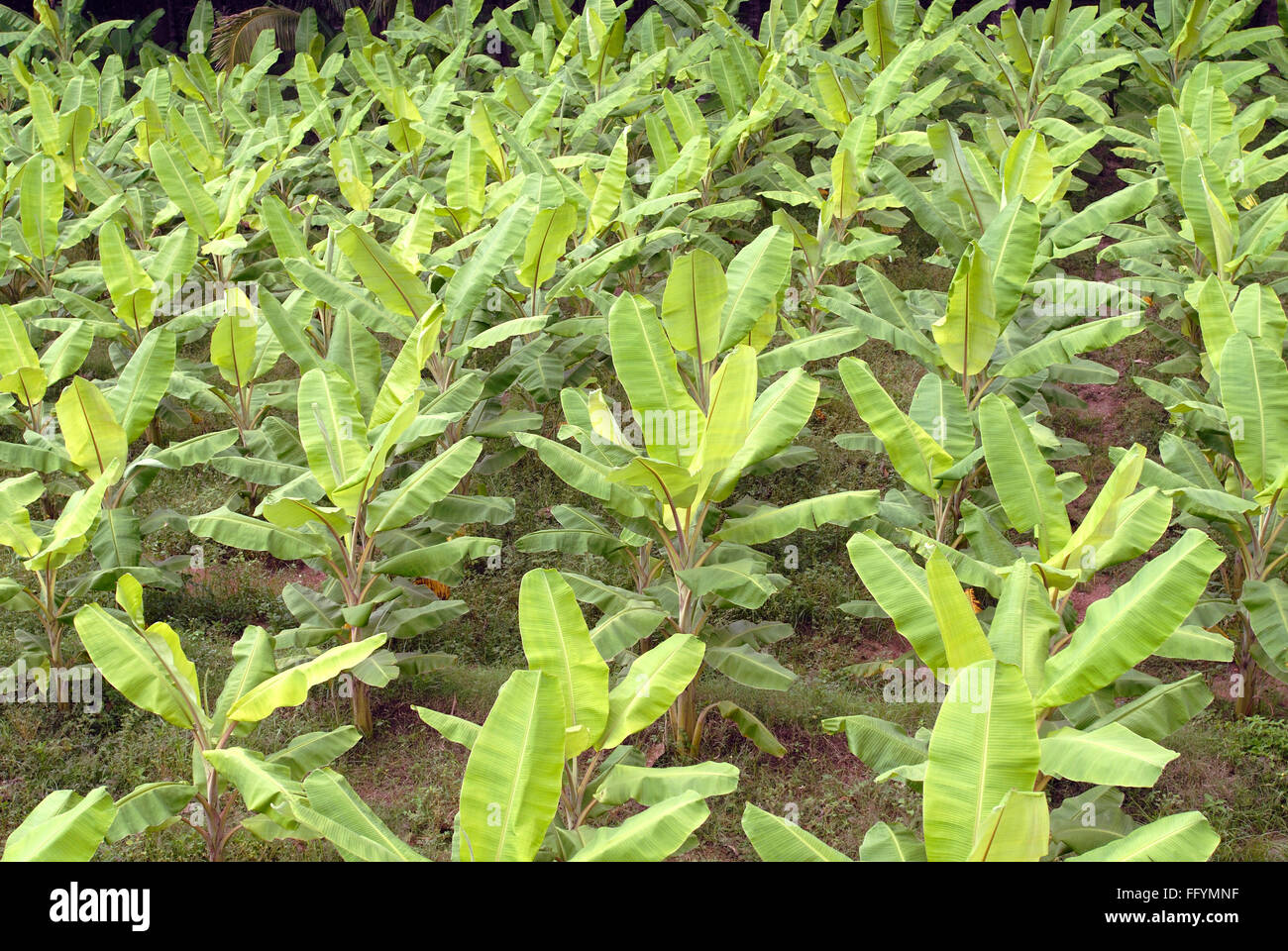 Bananenbananengarten Tamil Nadu Indische Bananenplantage Stockfoto