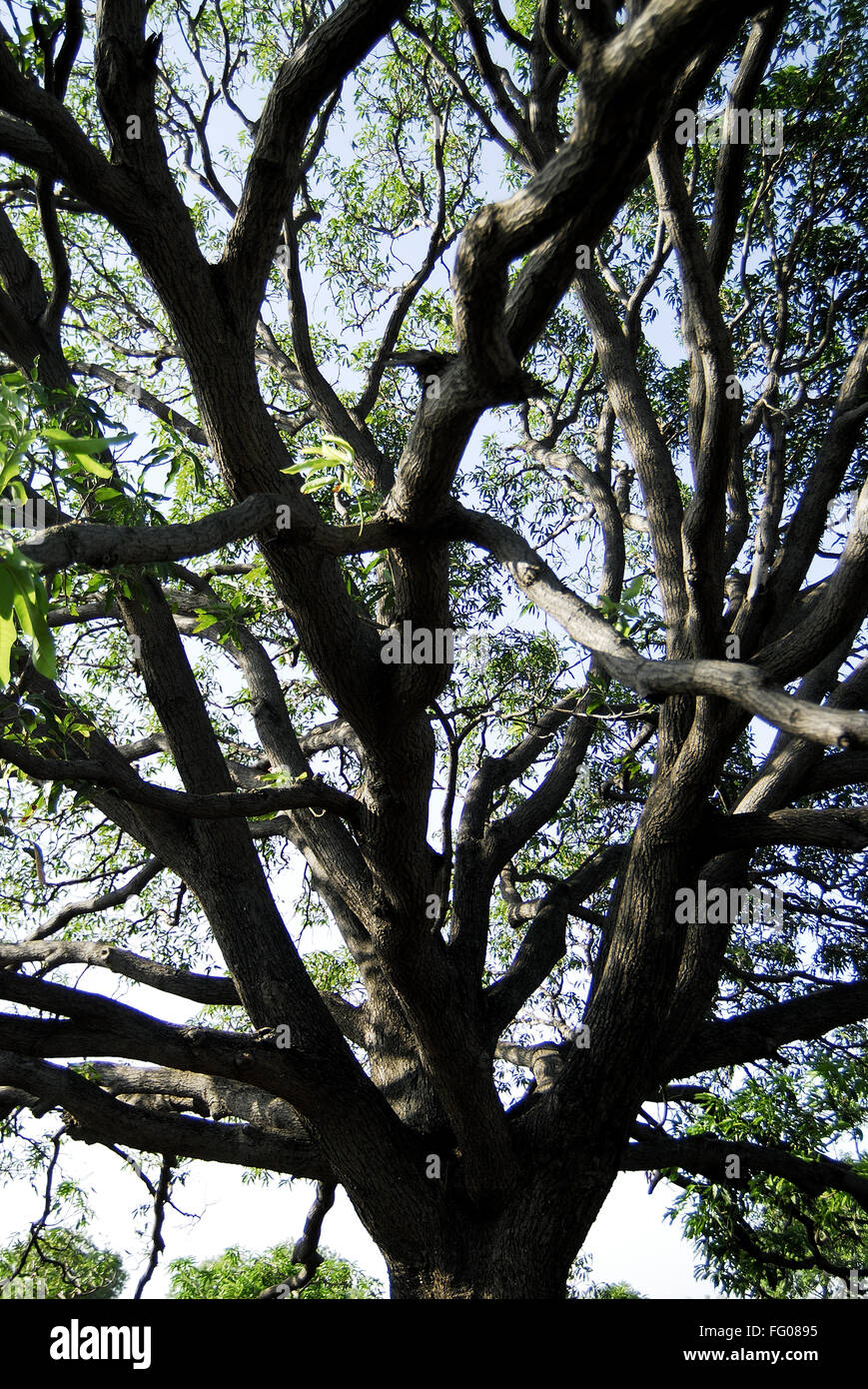 Mangifera indica mango trees in Fotos und Bildmaterial in hoher