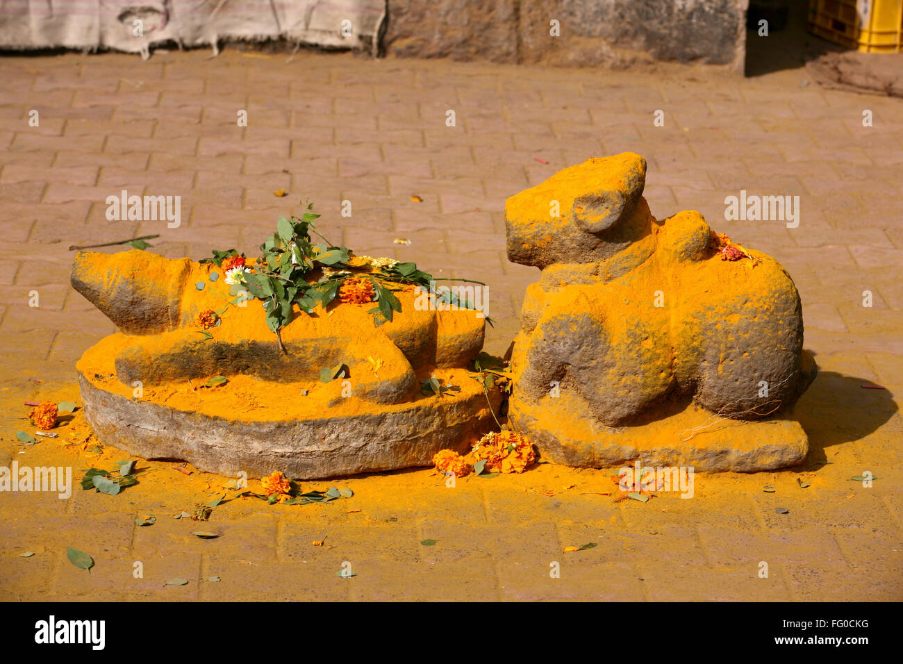 Statuen von Schildkröte und Nandi Kaution (Stier) inmitten der Kurkuma-Pulver auf die Jejuri Tempel, Pune, Maharashtra, Indien Stockfoto