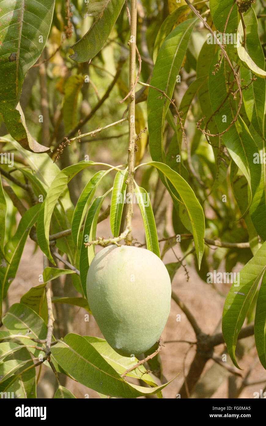 Kairi unreife grüne Mango Mangifera Indica auf Baum Batli Aam Bargeldgetreide Dorf Jambhulwadi Pen Raigad Maharashtra Stockfoto