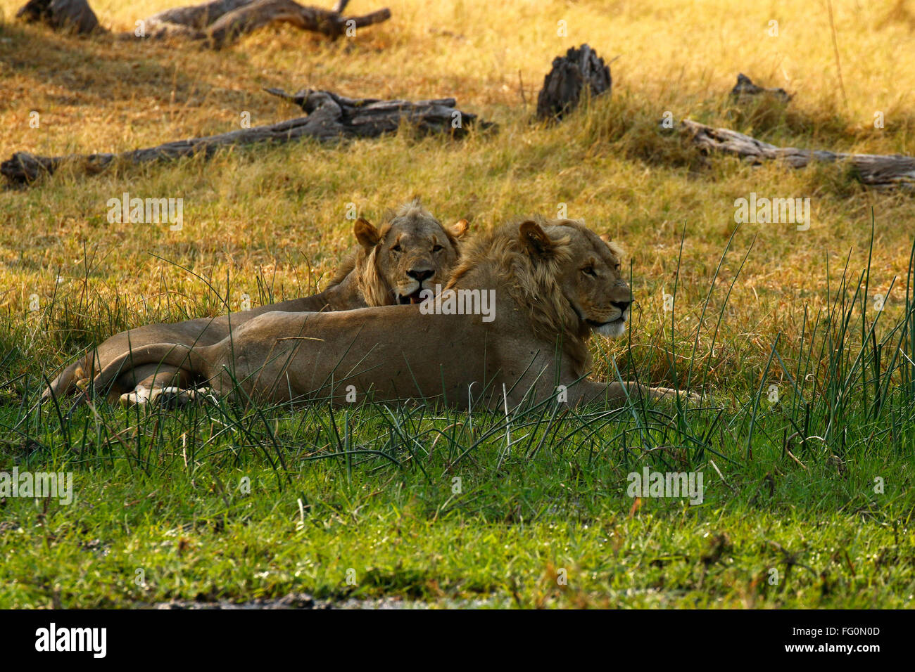 Zwei prächtige Löwe-Brüder mit blonden Mähnen, königliche schöne wilde Tiere auf Safari zu sehen. Afrikas Raubfisch Stockfoto