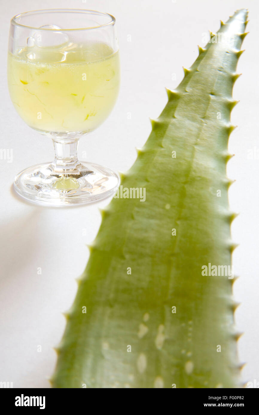 Wilde Pflanze Aloe Vera Gel und Saft mit wunderbaren heilenden Eigenschaften, Indien Stockfoto