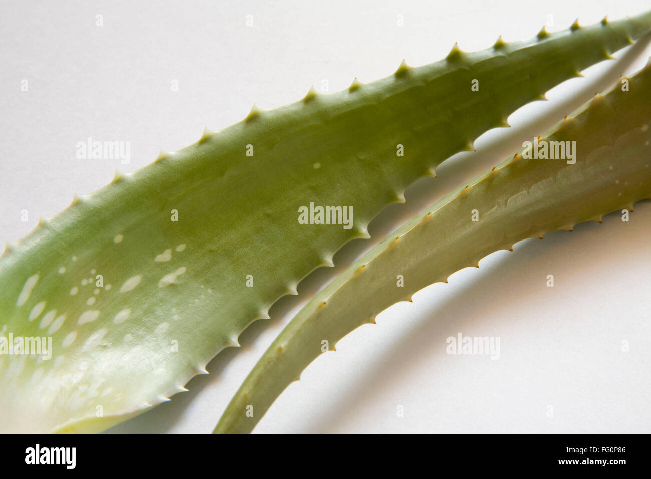 Wilde Pflanze Aloevera mit wunderbaren heilenden Eigenschaften, Indien Stockfoto