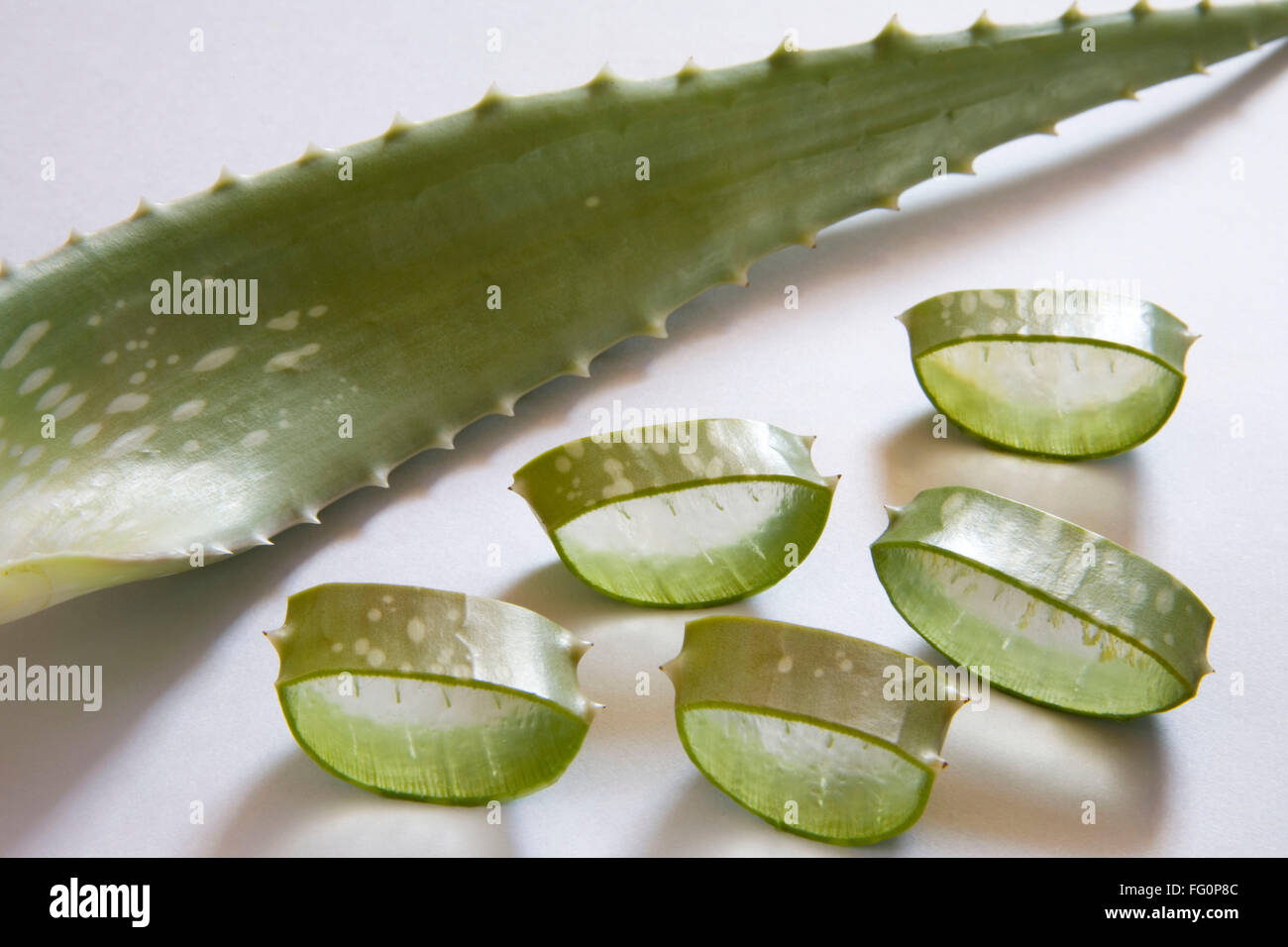 Wilde Pflanze Aloevera mit wunderbaren heilenden Eigenschaften, Indien Stockfoto