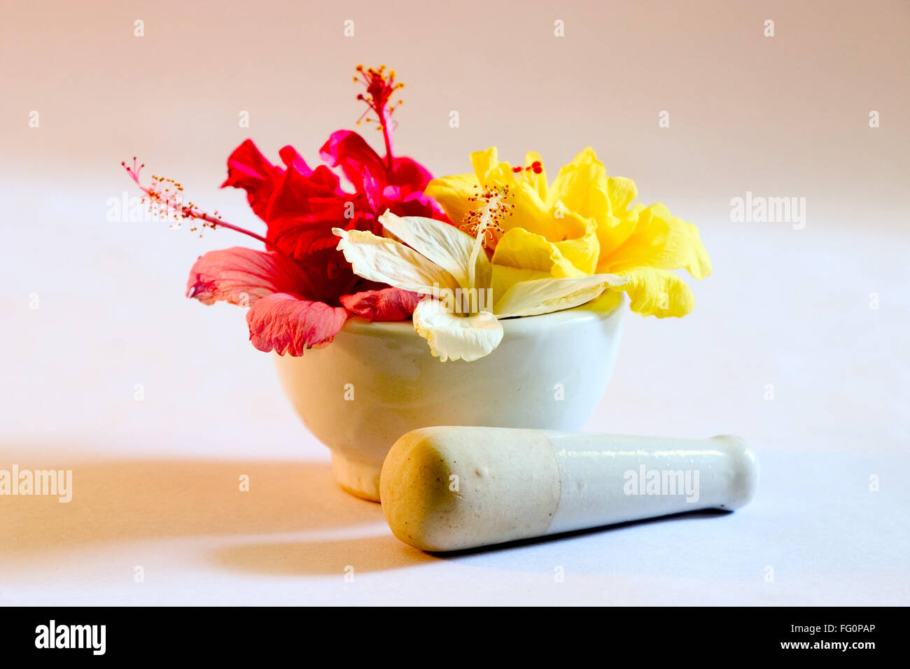 Manuelle Mühle und Schuh Blume Hibiskus Farbe rot, gelb, rosa und weiß für Ayurveda und Kräutermedizin, Indien verwendet Stockfoto