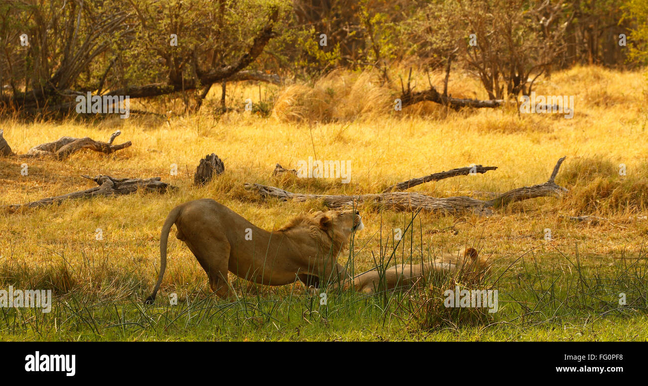 Zwei prächtige Löwe-Brüder mit blonden Mähnen, königliche schöne wilde Tiere auf Safari zu sehen. Afrikas Raubfisch Stockfoto