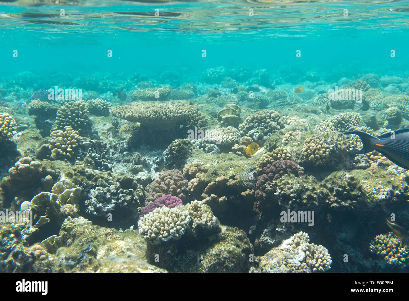 Korallenriffe an der Unterseite des Rotes Meer, Ägypten Stockfoto