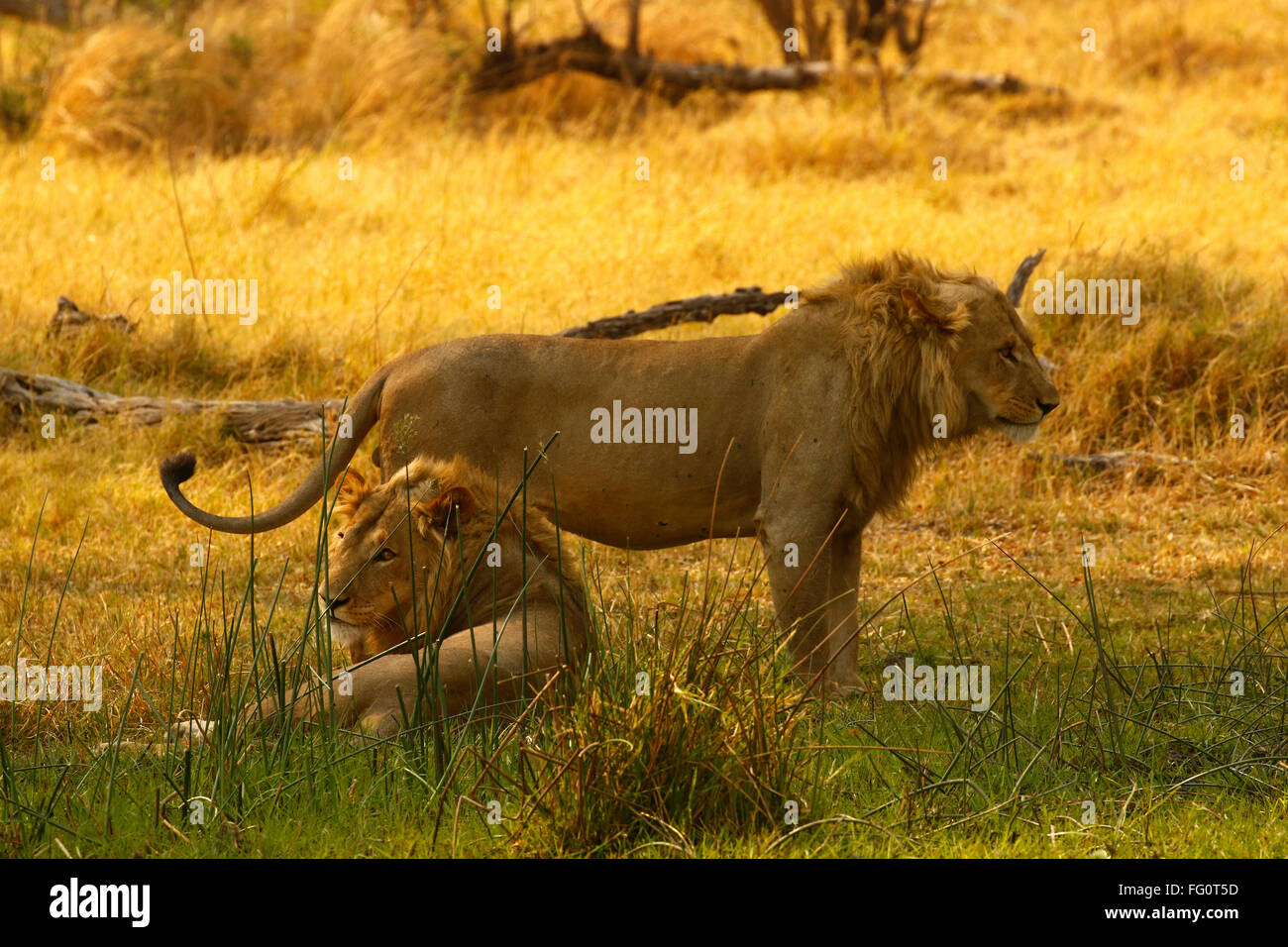 Zwei prächtige Löwe-Brüder mit blonden Mähnen, königliche schöne wilde Tiere auf Safari zu sehen. Afrikas Raubfisch Stockfoto