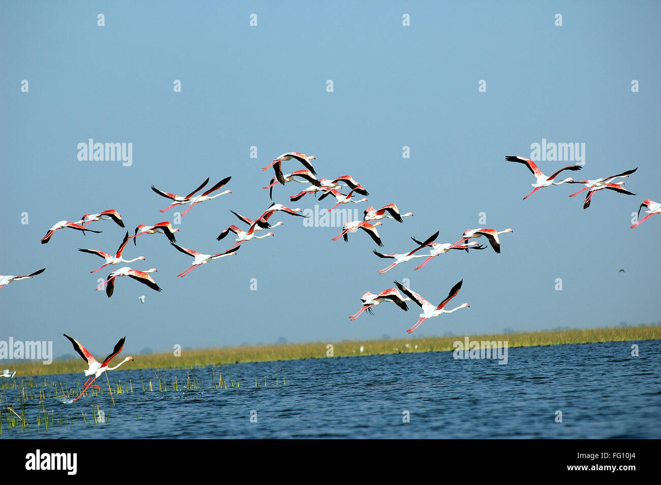 Flamingo Vögel fliegen Nalsarovar Gujarat Indien Stockfoto