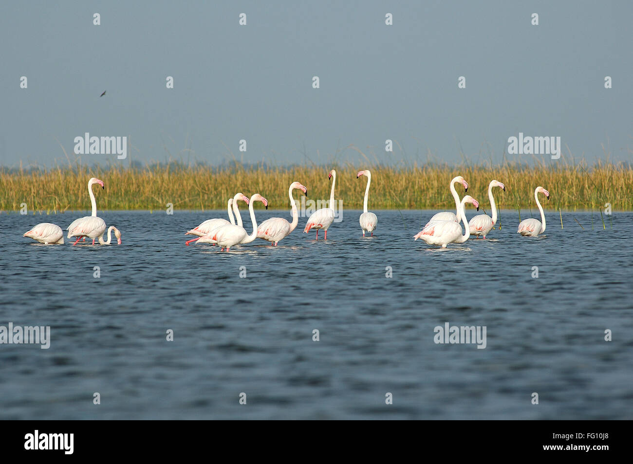 Flamingo Vögel im Wasser; Nalsarovar; Gujarat; Indien Stockfoto