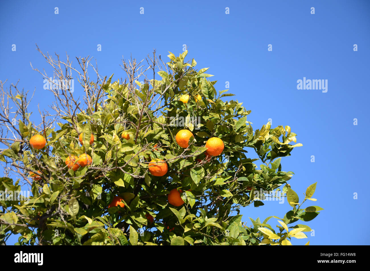 Valencia orange Baum unter Blues Himmel Stockfoto