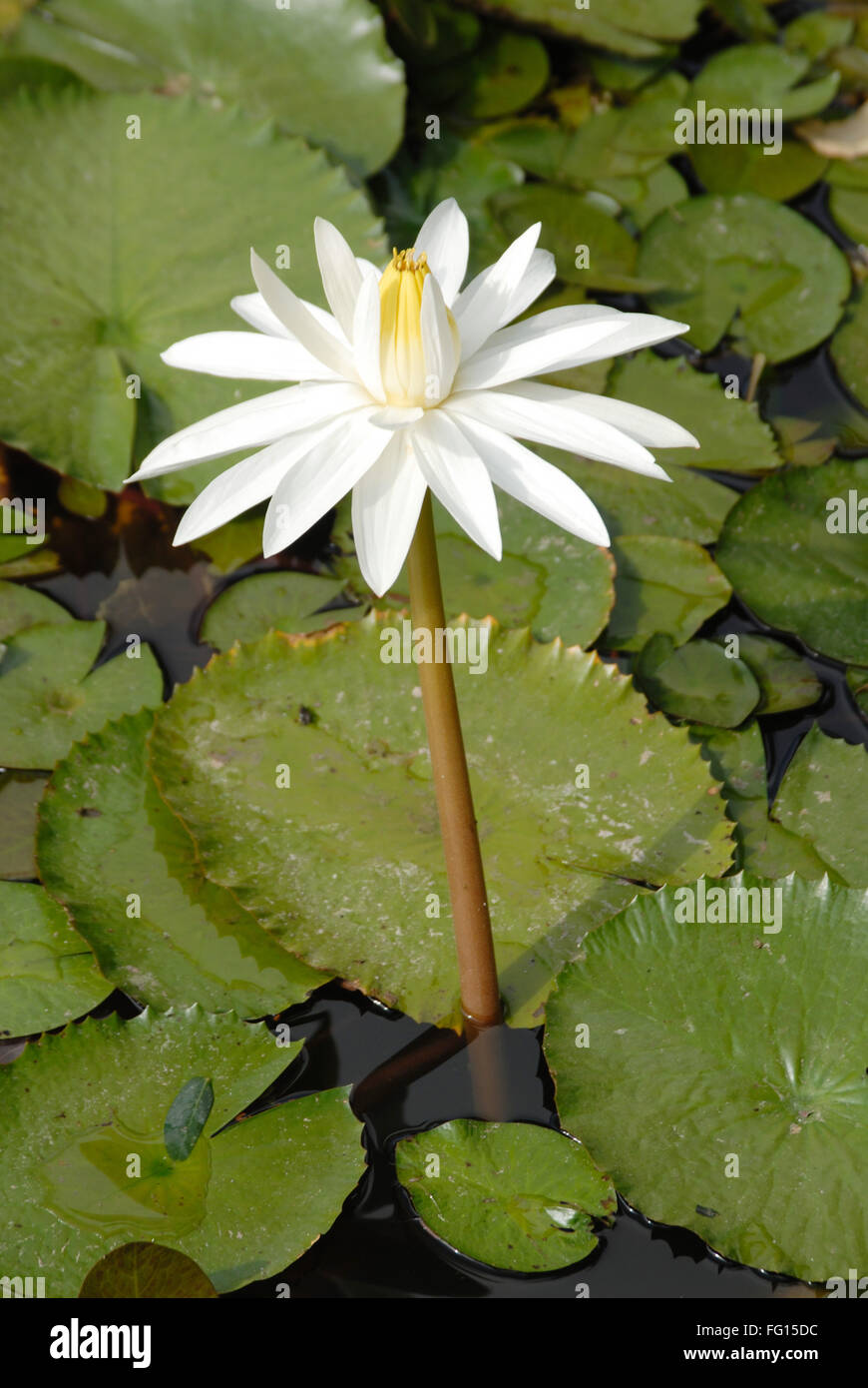 White Lotus im Teich, Indien Stockfoto