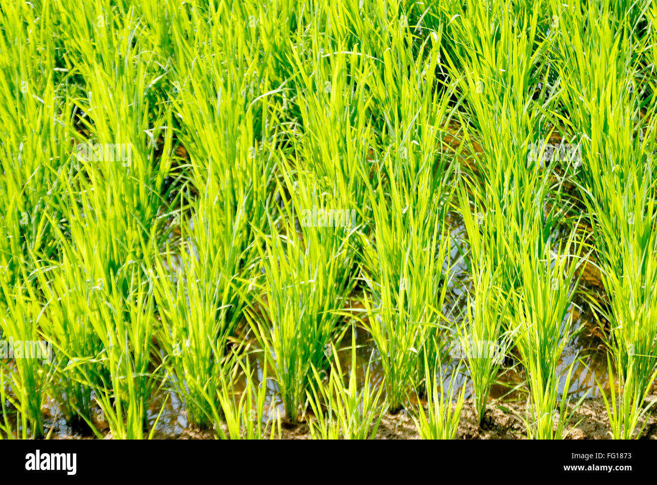 Ernte, grüne Reis Reisfeld, Bhubaneswar, Orissa, Indien Stockfoto